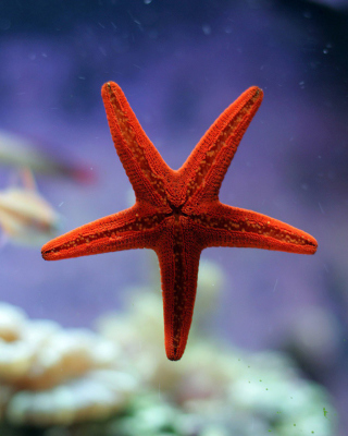 Seastar Picture for 240x320