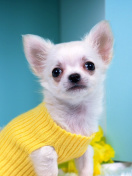 Chihuahua Dog screenshot #1 132x176