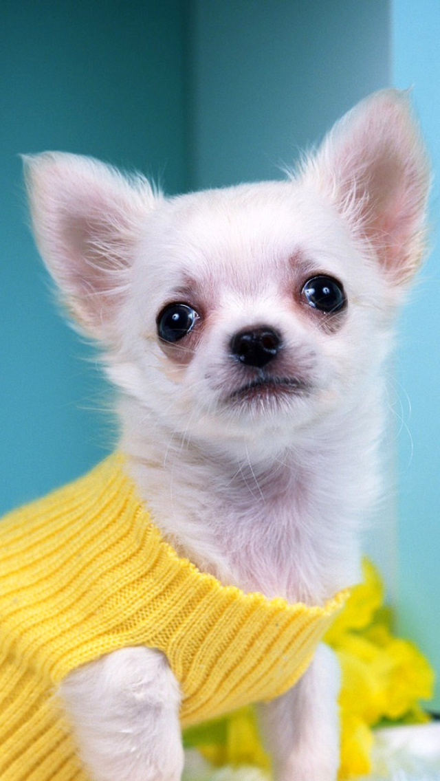 Das Chihuahua Dog Wallpaper 640x1136