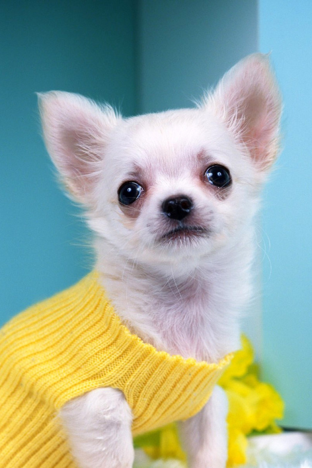 Chihuahua Dog screenshot #1 640x960