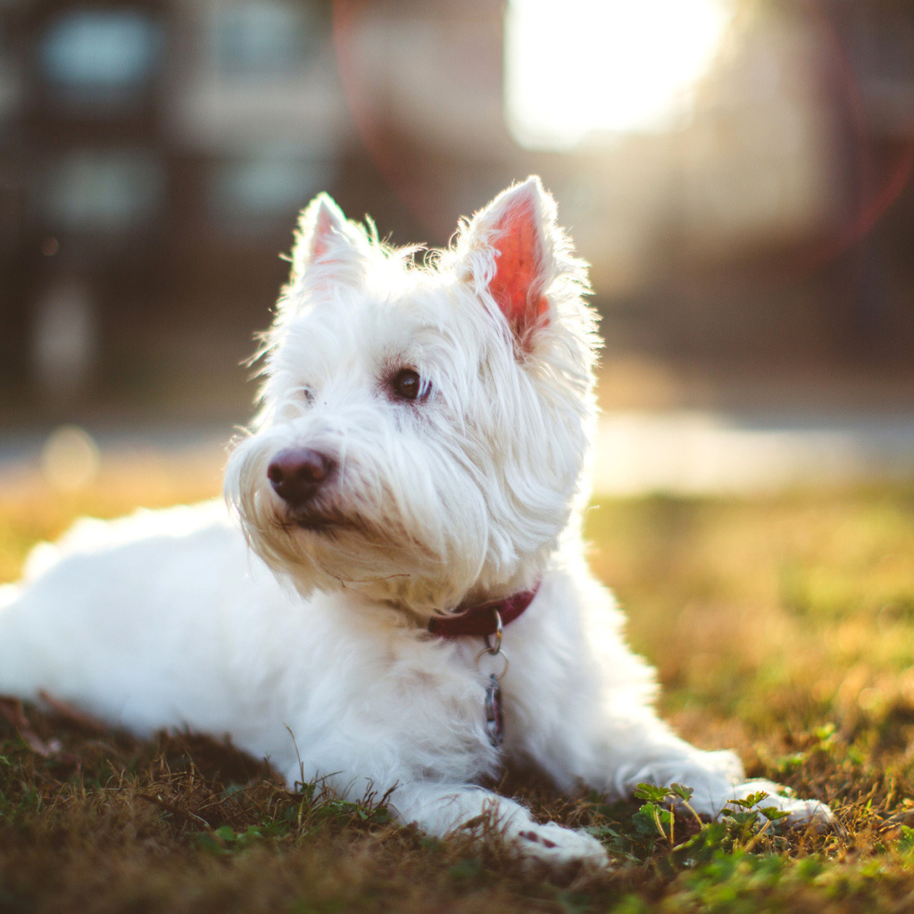 Fondo de pantalla West Highland White Terrier 1024x1024
