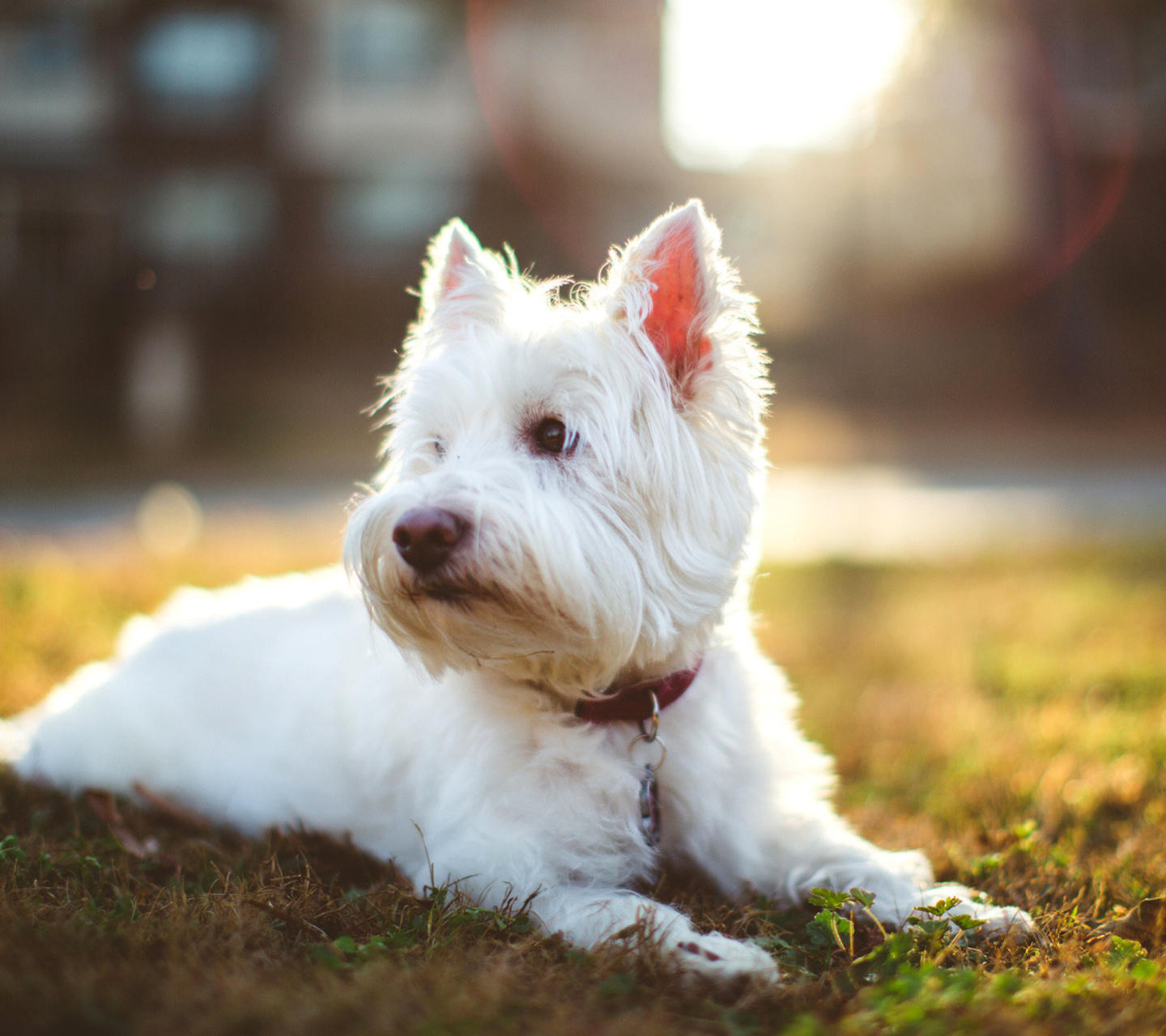 Fondo de pantalla West Highland White Terrier 1440x1280