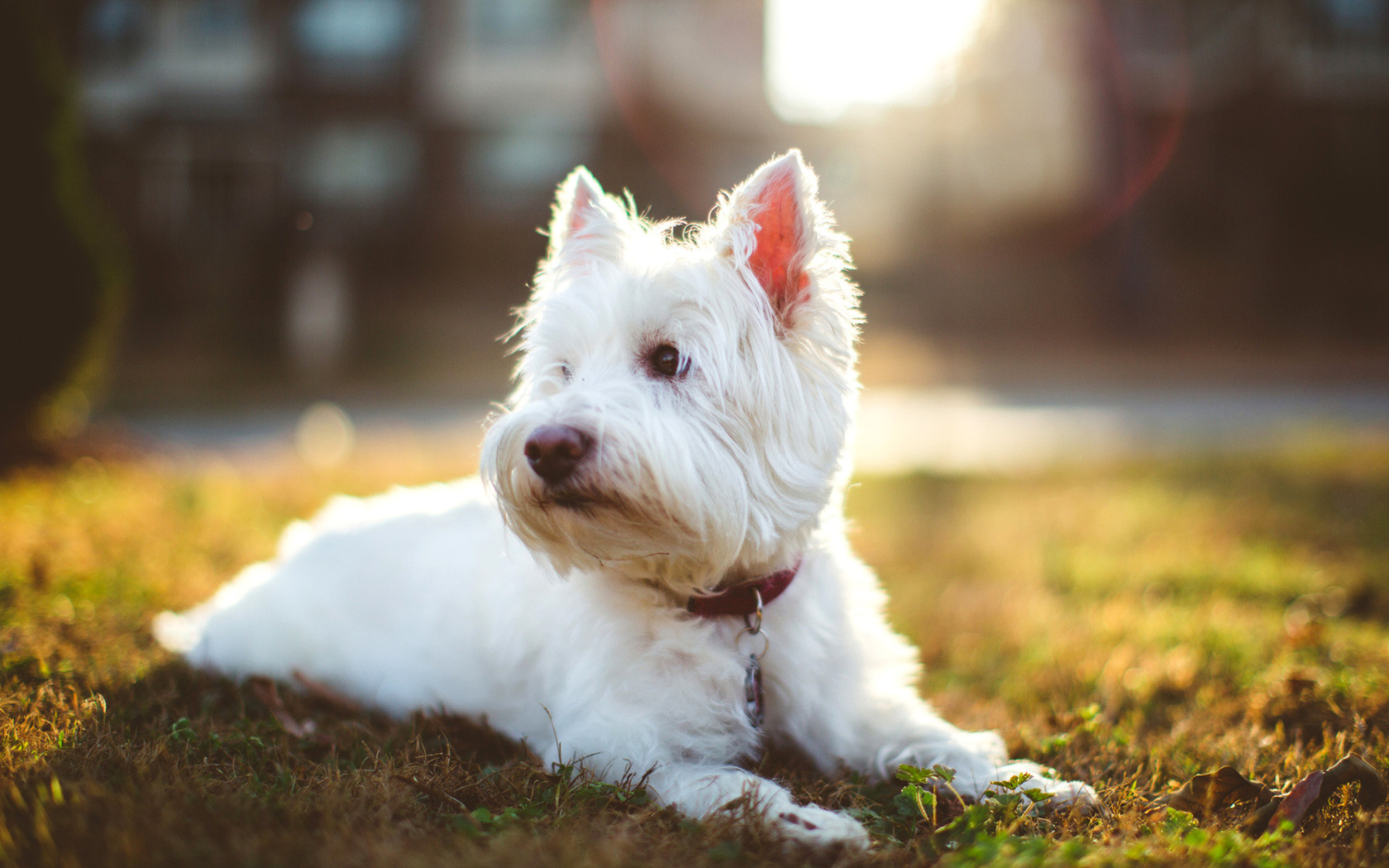 Fondo de pantalla West Highland White Terrier 1680x1050