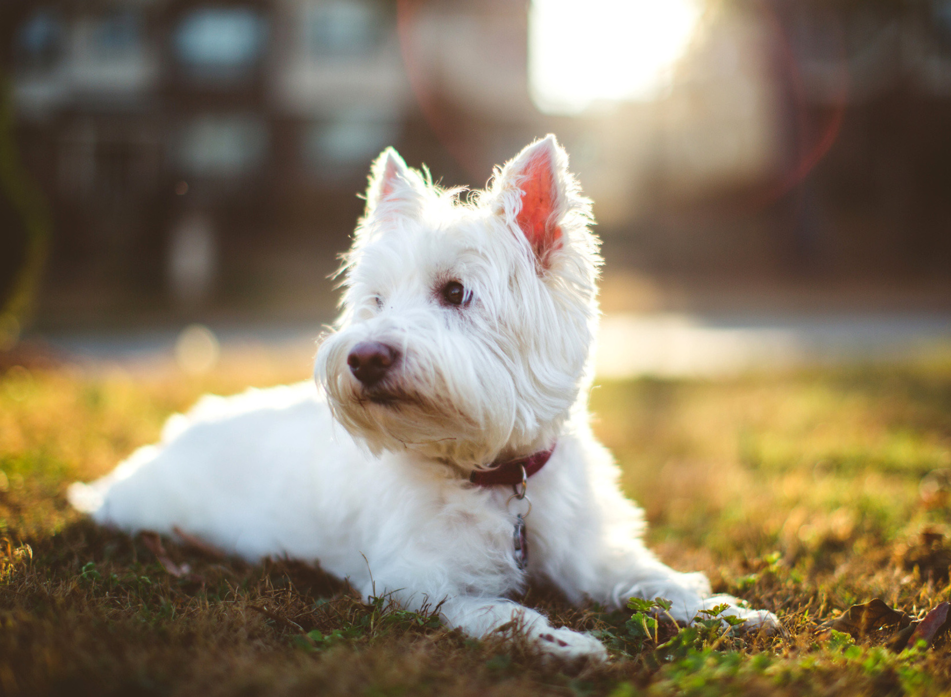 Fondo de pantalla West Highland White Terrier 1920x1408