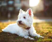 West Highland White Terrier screenshot #1 220x176