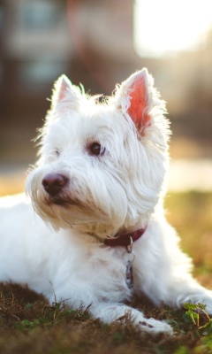 Fondo de pantalla West Highland White Terrier 240x400