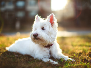 Sfondi West Highland White Terrier 320x240