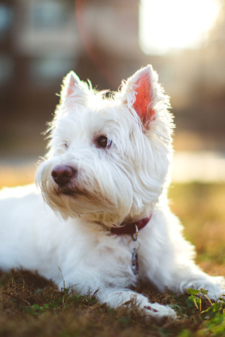 Fondo de pantalla West Highland White Terrier 320x480