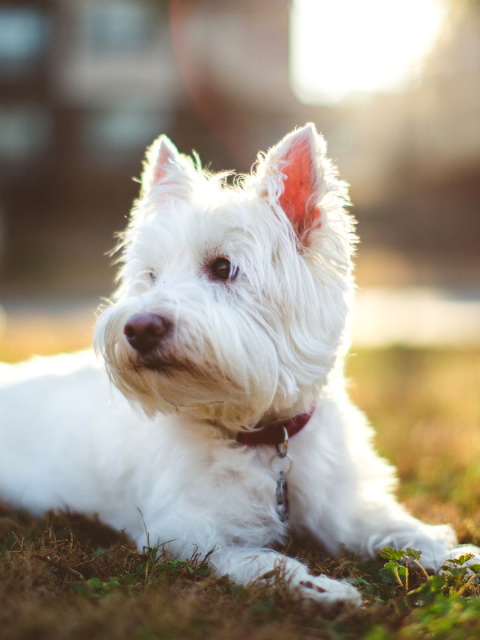 Screenshot №1 pro téma West Highland White Terrier 480x640