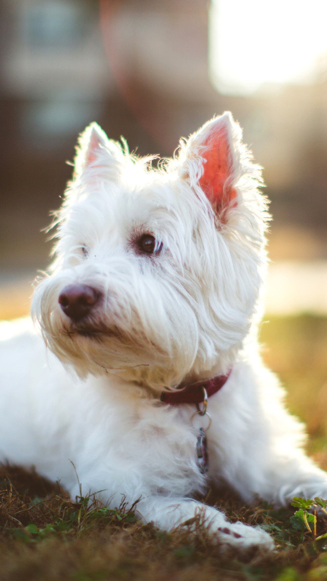 West Highland White Terrier wallpaper 640x1136