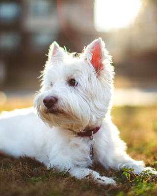 Kostenloses West Highland White Terrier Wallpaper für Nokia Asha 308