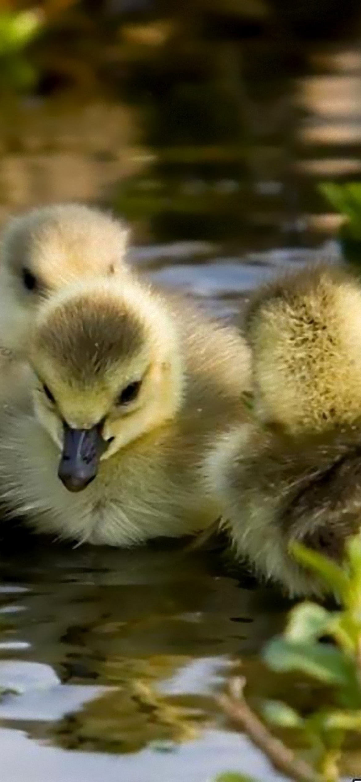 Обои Little Ducklings 1170x2532