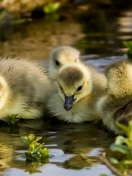 Fondo de pantalla Little Ducklings 132x176