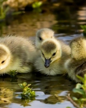 Little Ducklings wallpaper 176x220