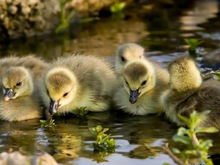 Little Ducklings wallpaper 320x240