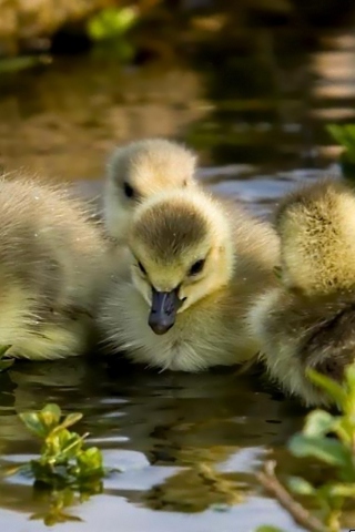 Обои Little Ducklings 320x480