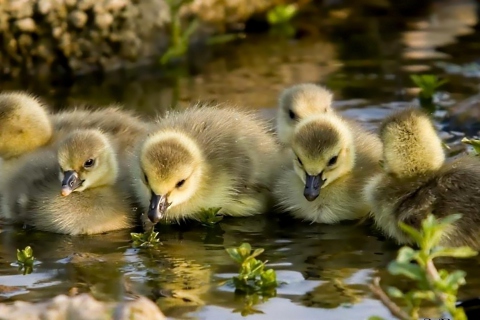 Fondo de pantalla Little Ducklings 480x320