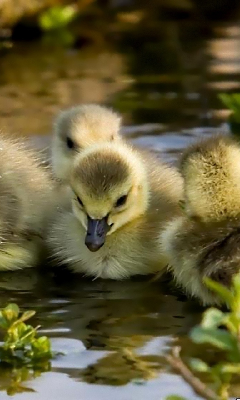 Обои Little Ducklings 768x1280
