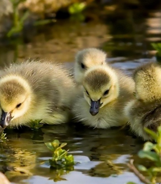 Little Ducklings sfondi gratuiti per Nokia Oro