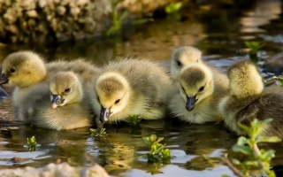 Free Little Ducklings Picture for Android, iPhone and iPad