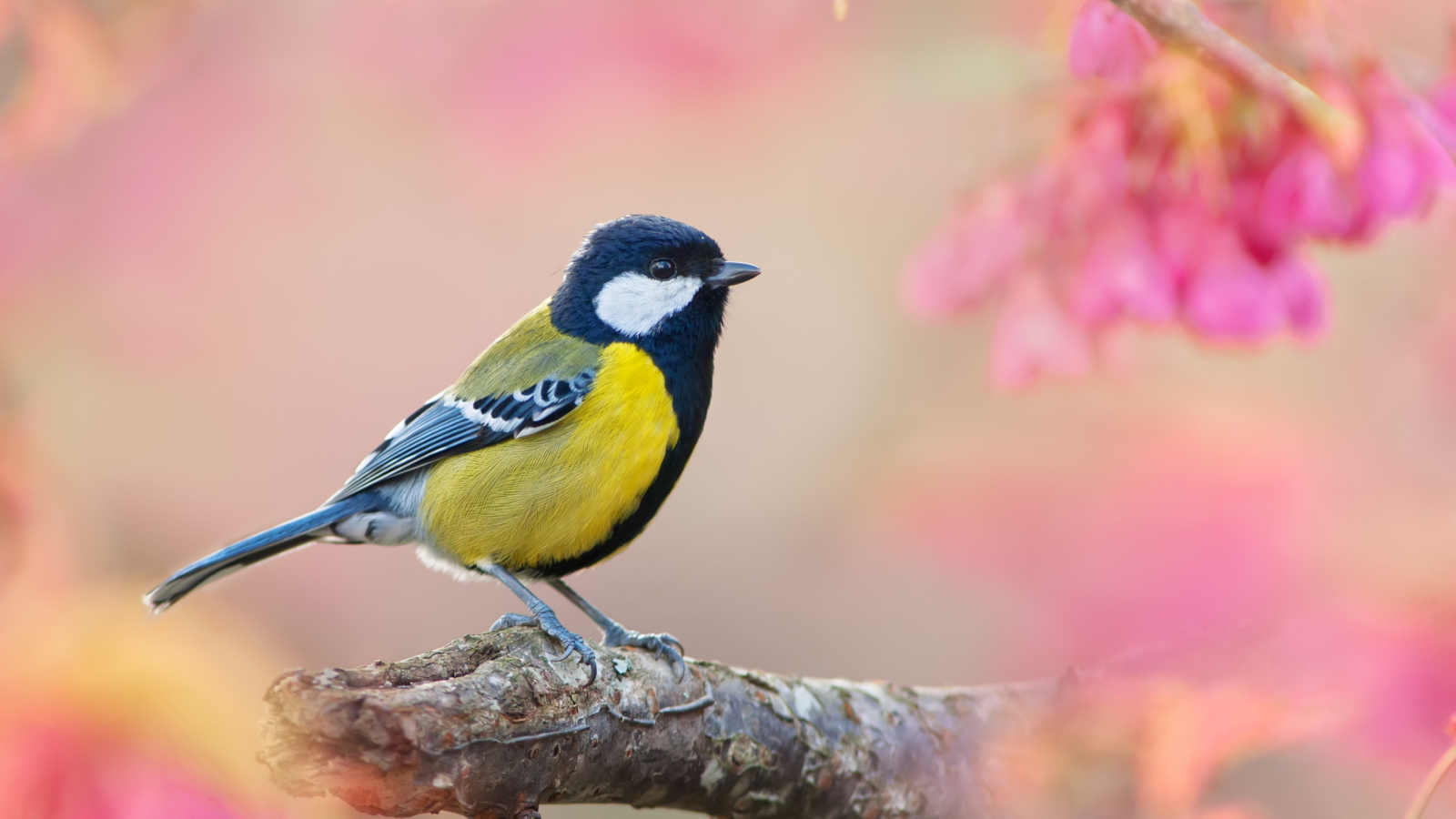 Bird On Branch wallpaper 1600x900