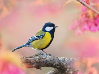 Bird On Branch wallpaper 320x240