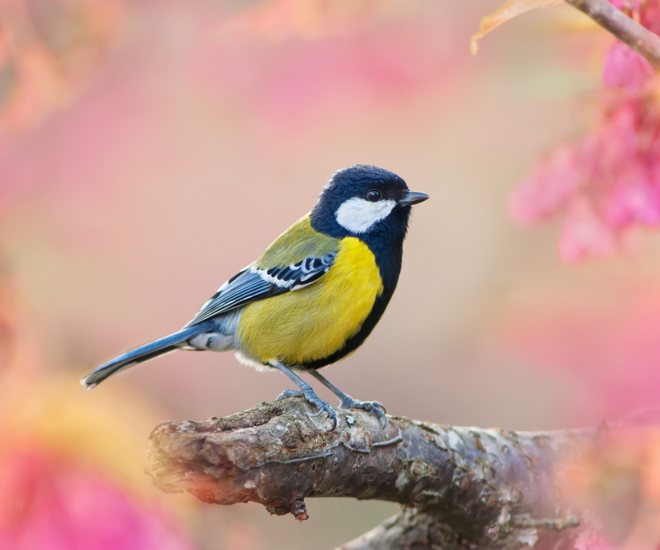 Bird On Branch wallpaper 960x800