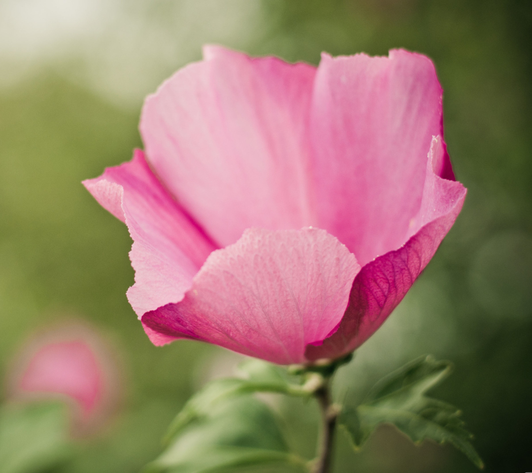 Sfondi Pink Flower 1080x960