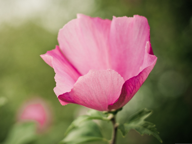 Sfondi Pink Flower 640x480