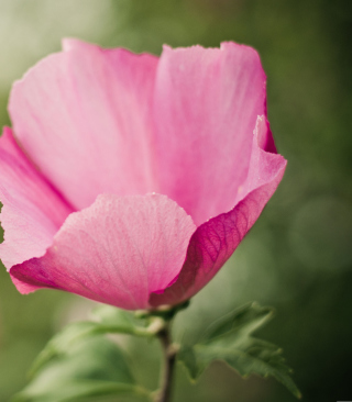 Pink Flower sfondi gratuiti per iPhone 6