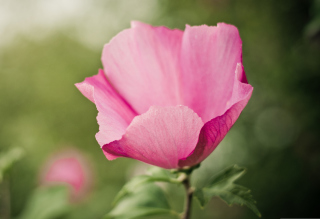 Pink Flower Wallpaper for Android, iPhone and iPad