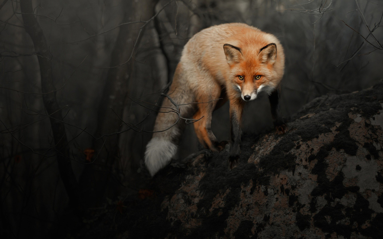 Das Fox in Dark Forest Wallpaper 1280x800