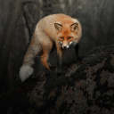 Fox in Dark Forest wallpaper 128x128