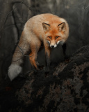 Das Fox in Dark Forest Wallpaper 128x160