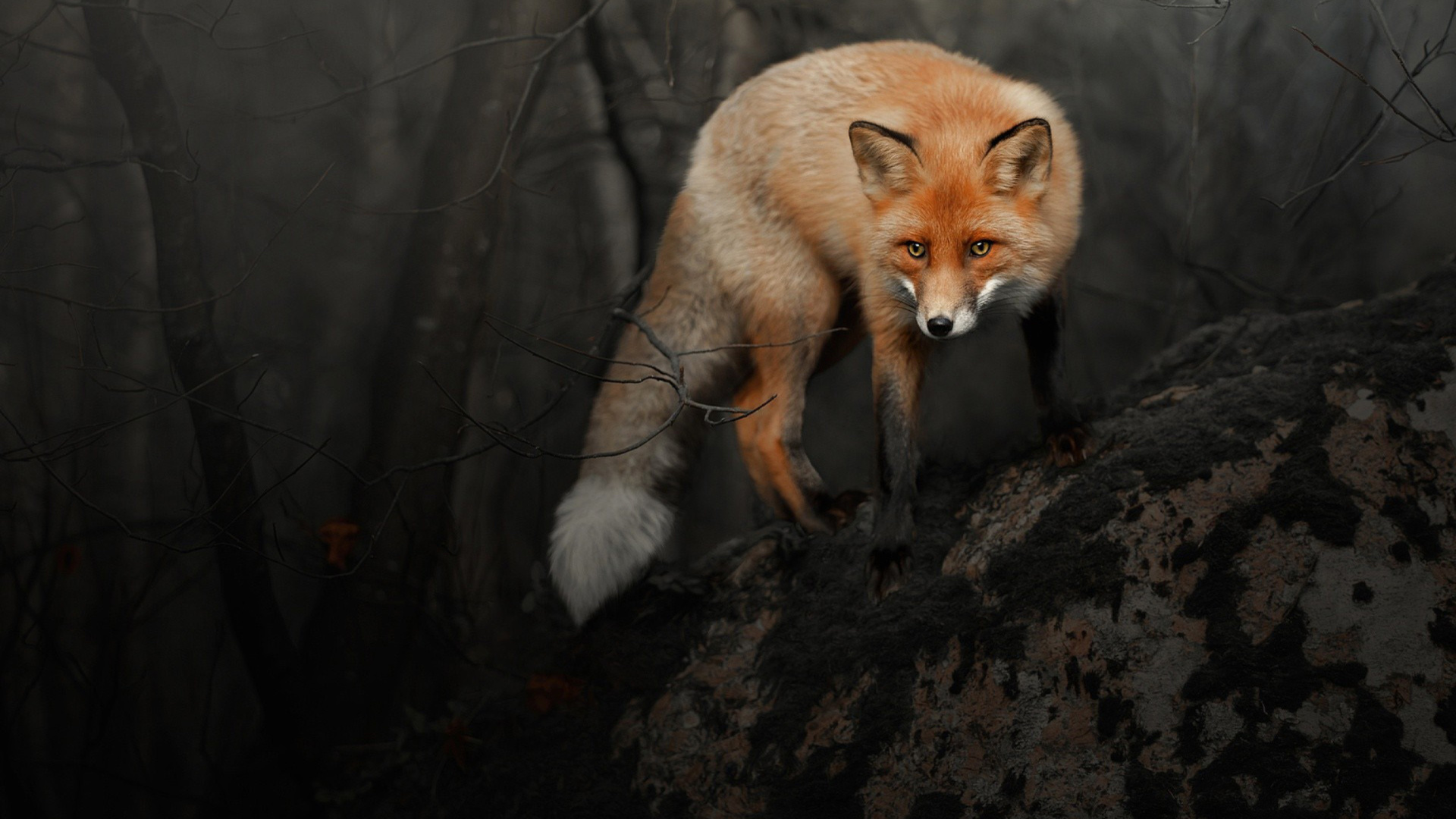 Fox in Dark Forest wallpaper 1920x1080