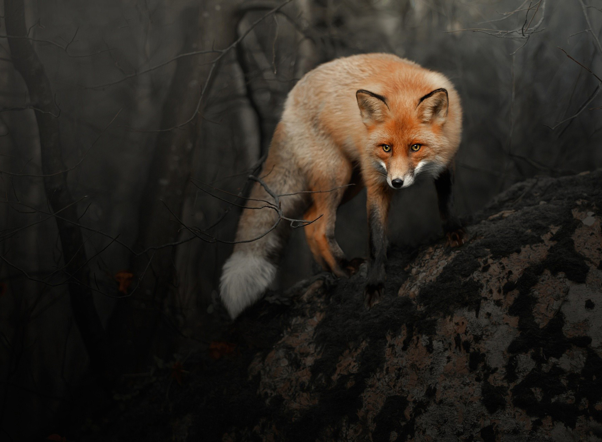 Fondo de pantalla Fox in Dark Forest 1920x1408