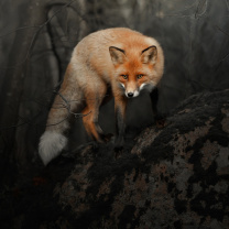 Das Fox in Dark Forest Wallpaper 208x208