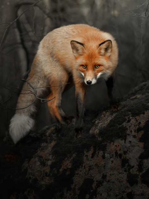Обои Fox in Dark Forest 480x640