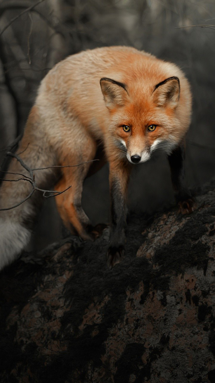 Fox in Dark Forest wallpaper 750x1334
