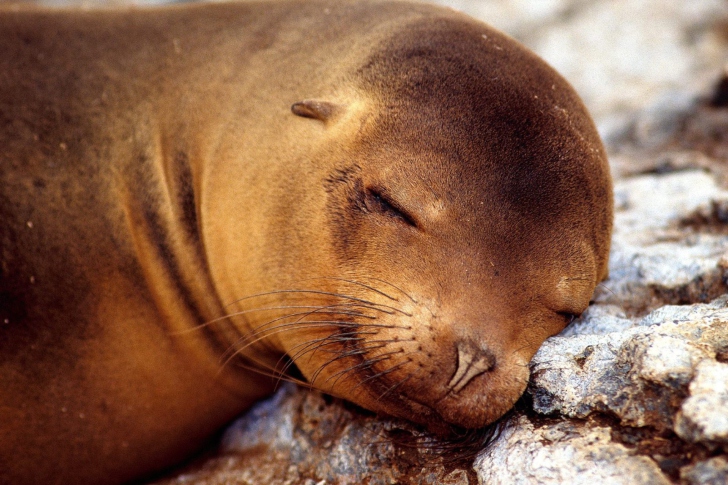 Sfondi Sleeping Seal