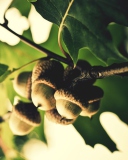 Acorns wallpaper 128x160