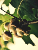 Acorns wallpaper 132x176