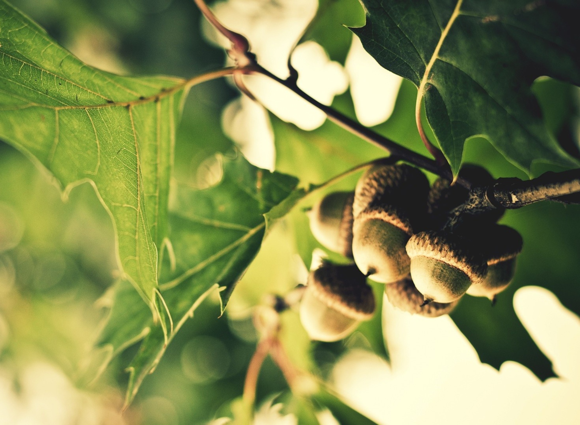 Acorns wallpaper 1920x1408