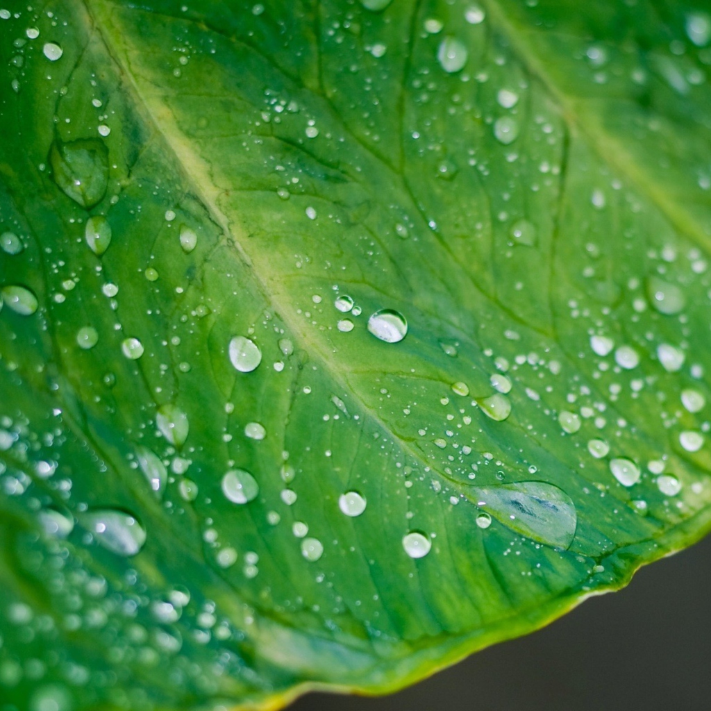 Fondo de pantalla Leaf And Water Drops 1024x1024