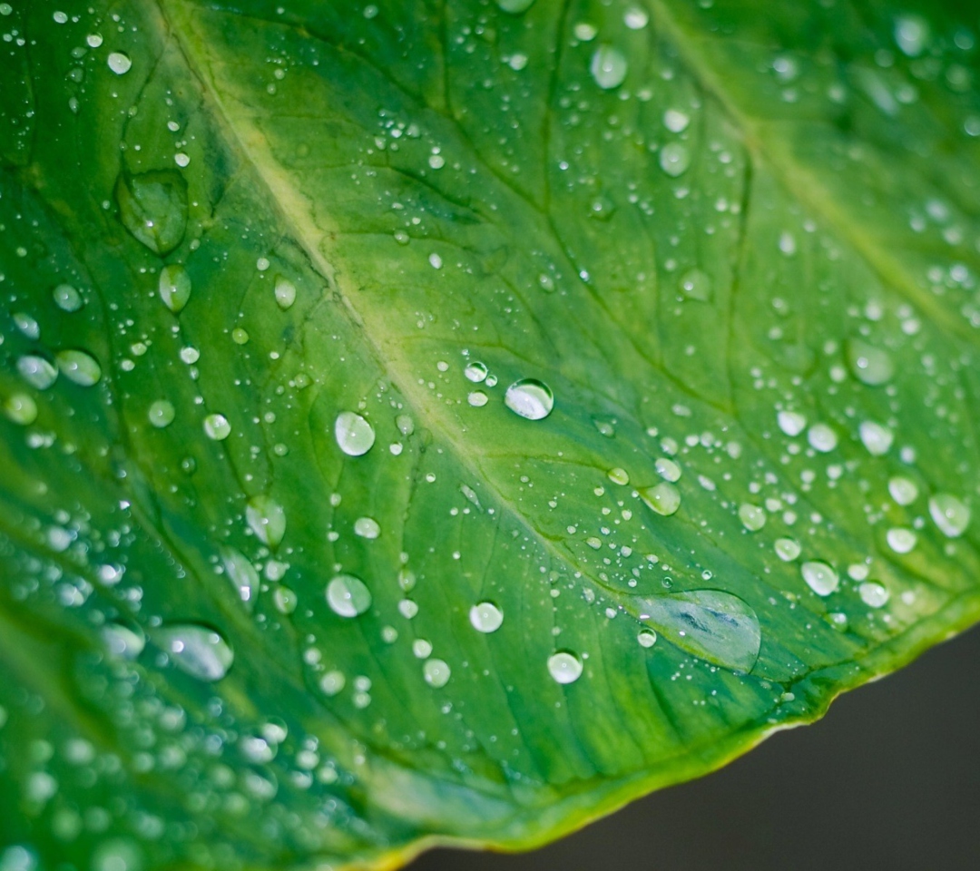 Das Leaf And Water Drops Wallpaper 1080x960