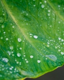 Обои Leaf And Water Drops 128x160