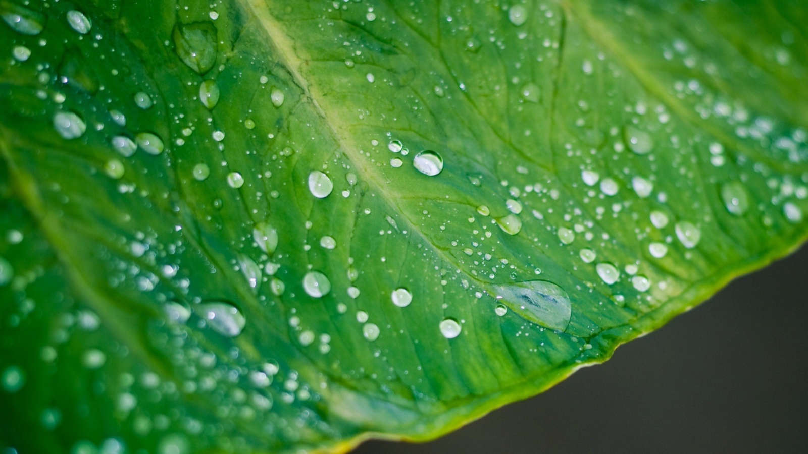 Fondo de pantalla Leaf And Water Drops 1600x900
