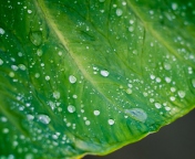 Leaf And Water Drops wallpaper 176x144