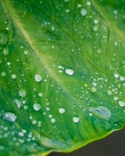 Leaf And Water Drops wallpaper 176x220