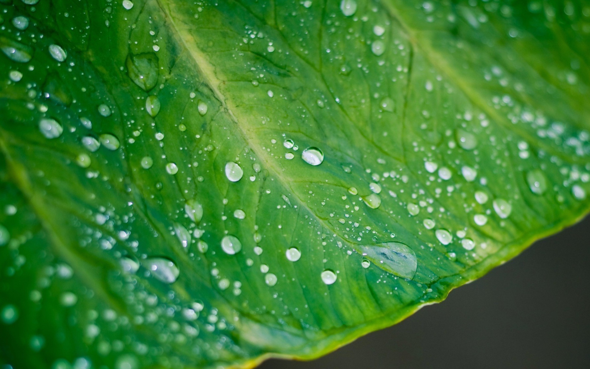 Обои Leaf And Water Drops 1920x1200